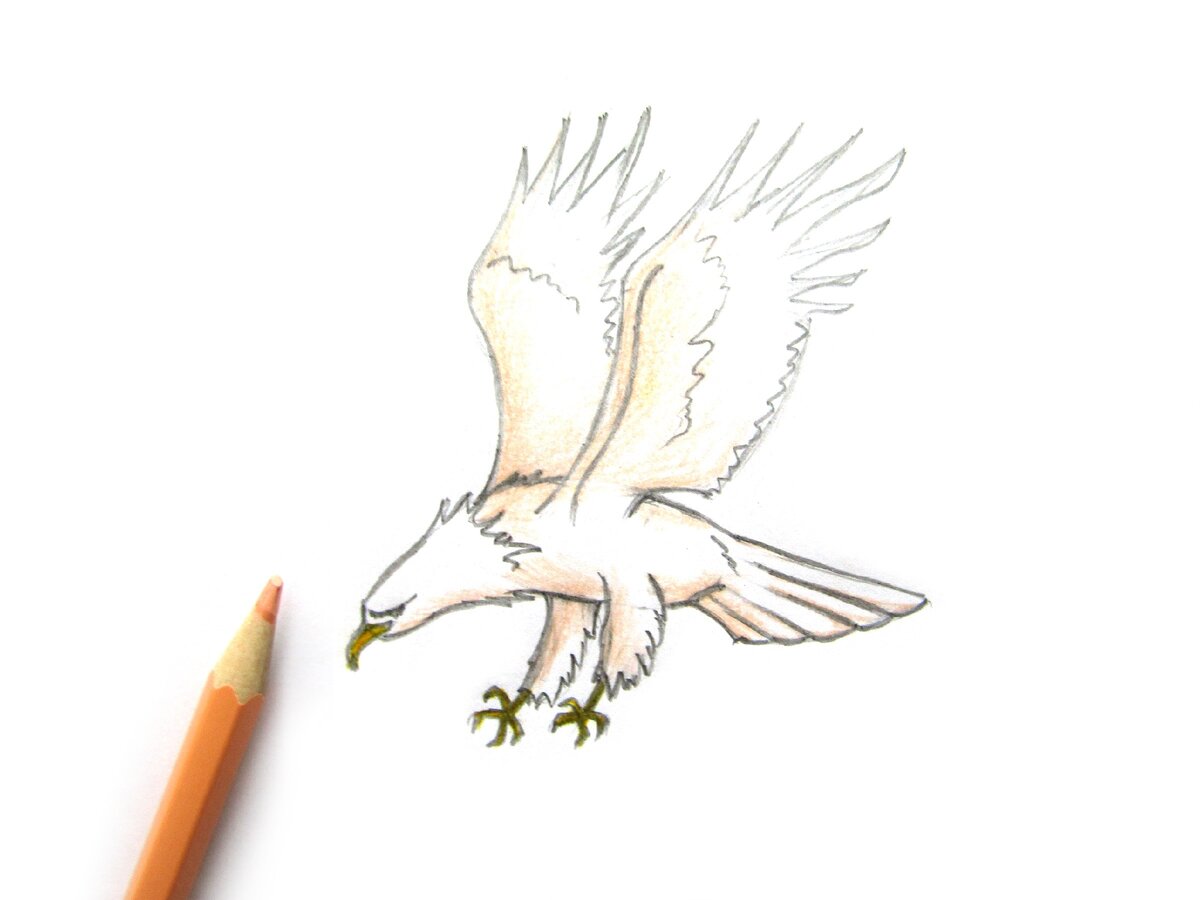 Орёл с природу с карандашом