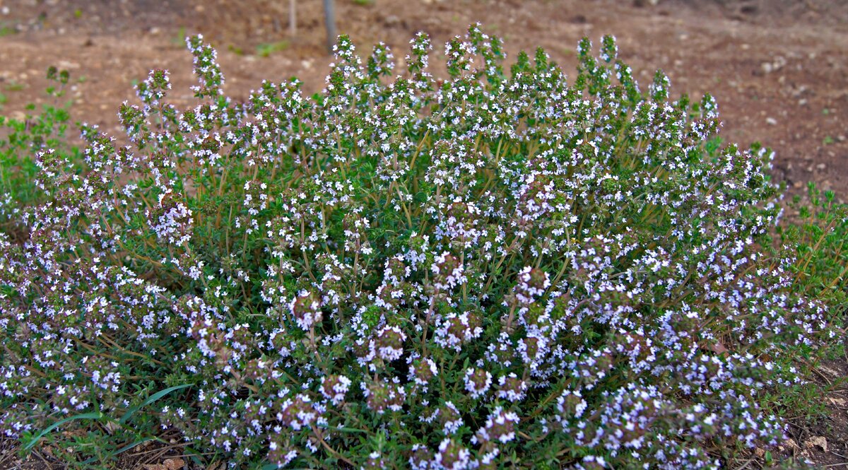 тимьян лимоннопахнущий golden king. чабрец запах. тимьян лимоннопахнущий silver queen. тимьян перпл бьюти. тимьян ползучий р9.