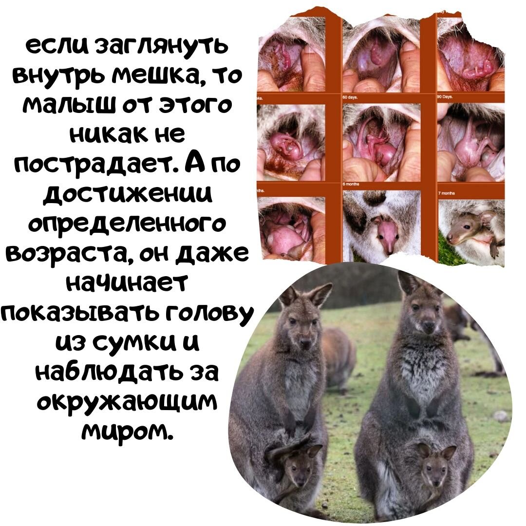 Согласитесь, что детеныши очень забавно торчат из сумки))