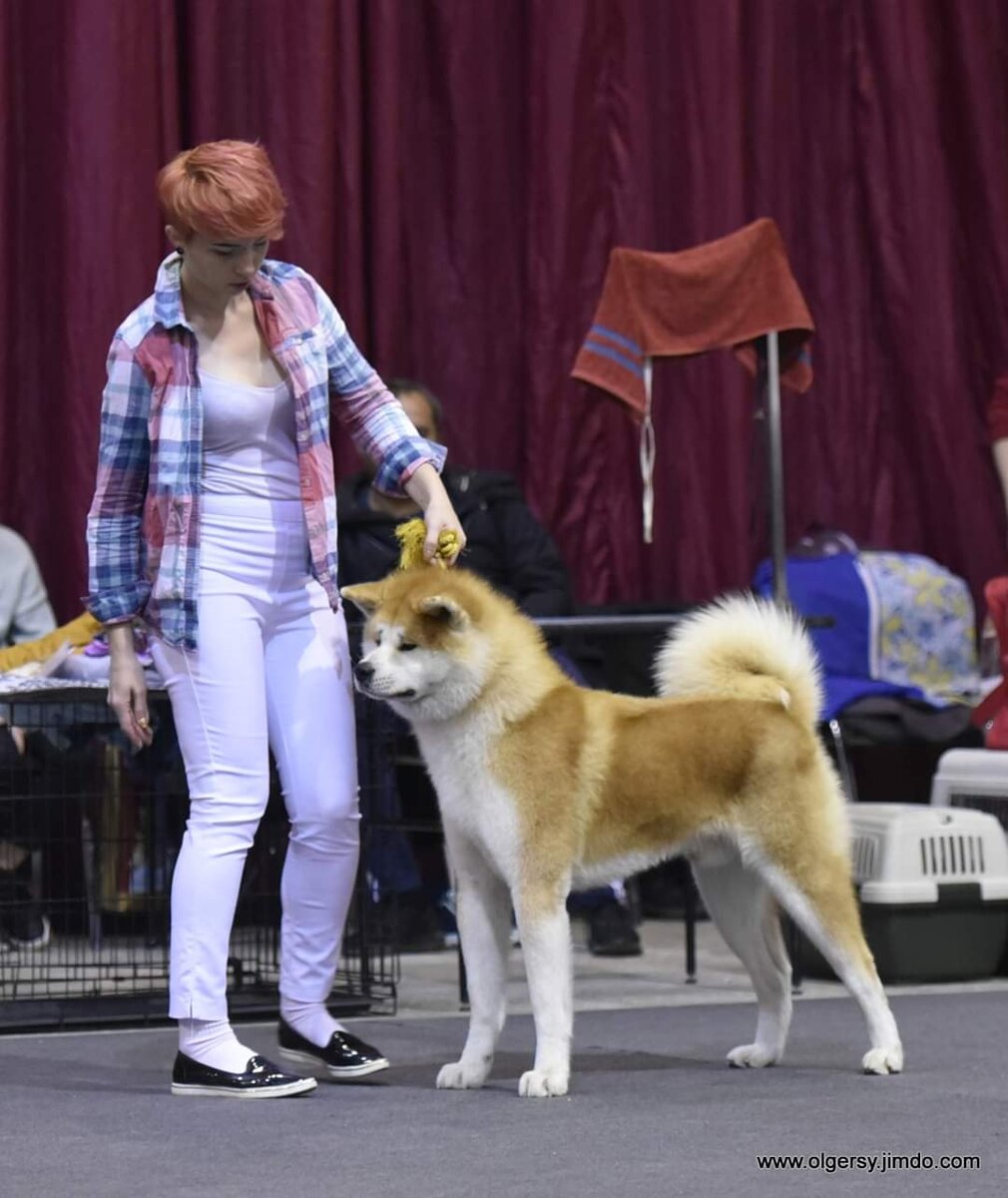 Акита. Кобель. Фото автора