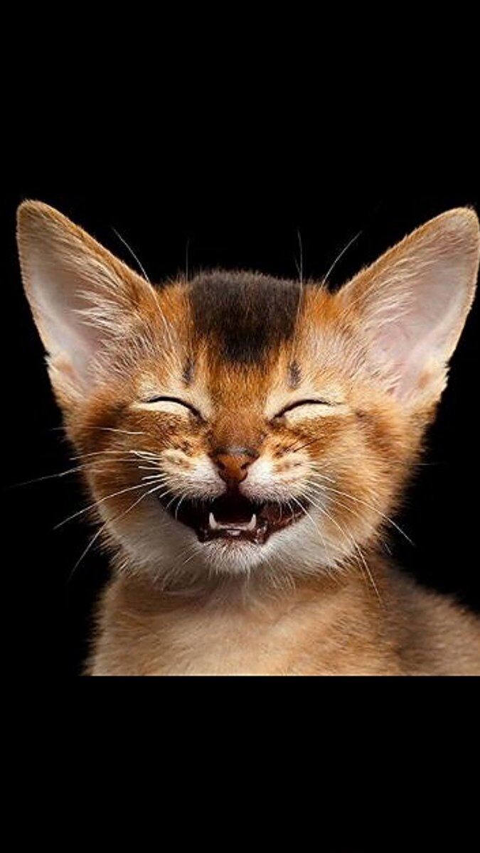 Фото из свободных источников 