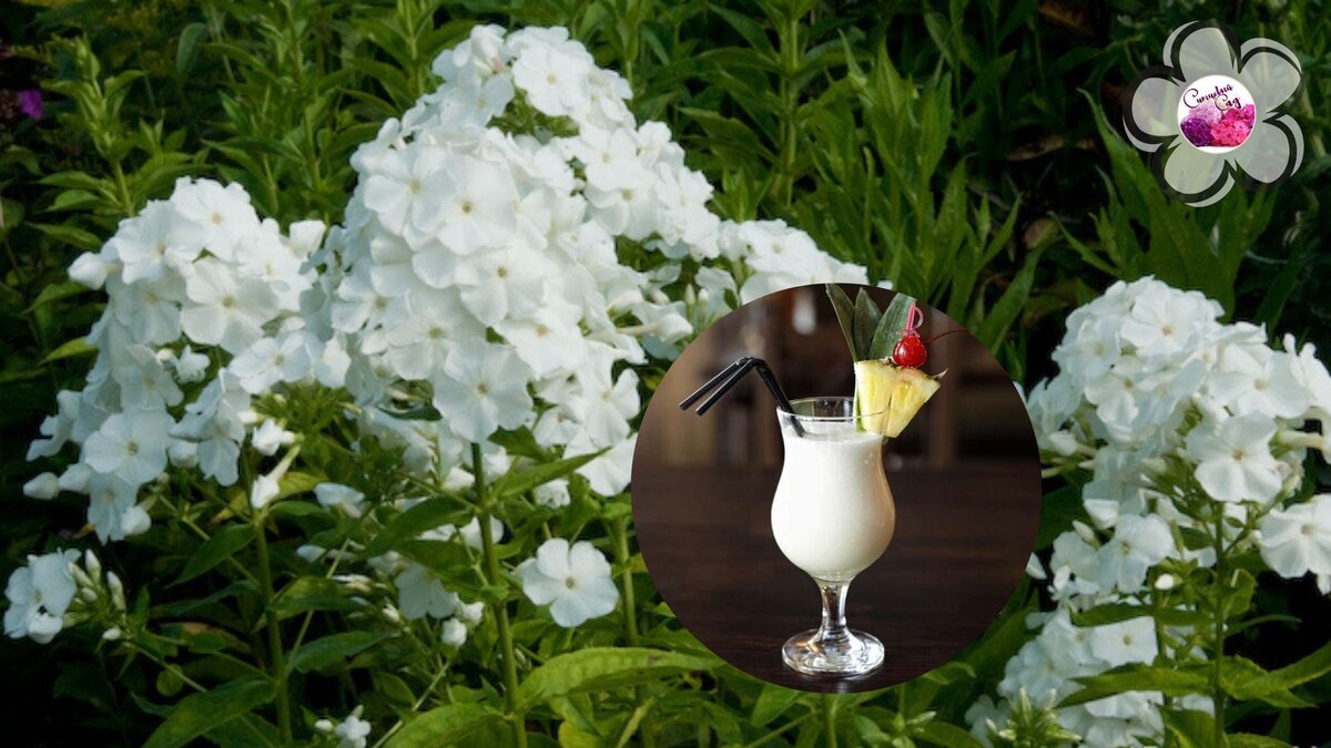 Pina Colada
