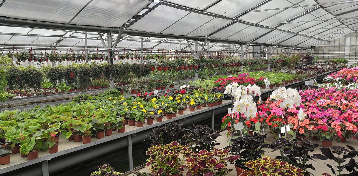 Цветы ульяновский совхоз. Ульяновский совхоз декоративного садоводства каталог роз. Ульяновский совхоз декоративного садоводства сайт. Магазин ульяновского совхоза декоративного садоводства. Ульяновский совхоз декоративного садоводства сайт.