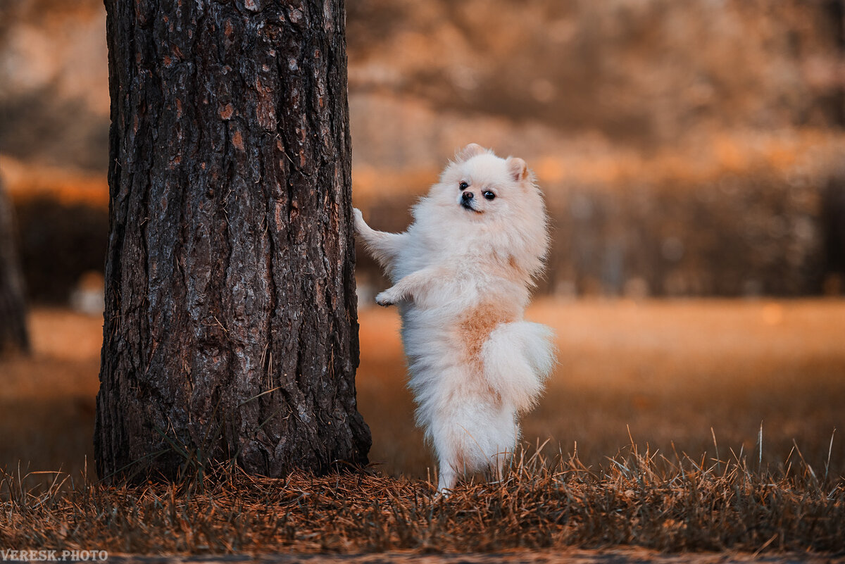 Прекрасный пример воспитанного мелкаша :)