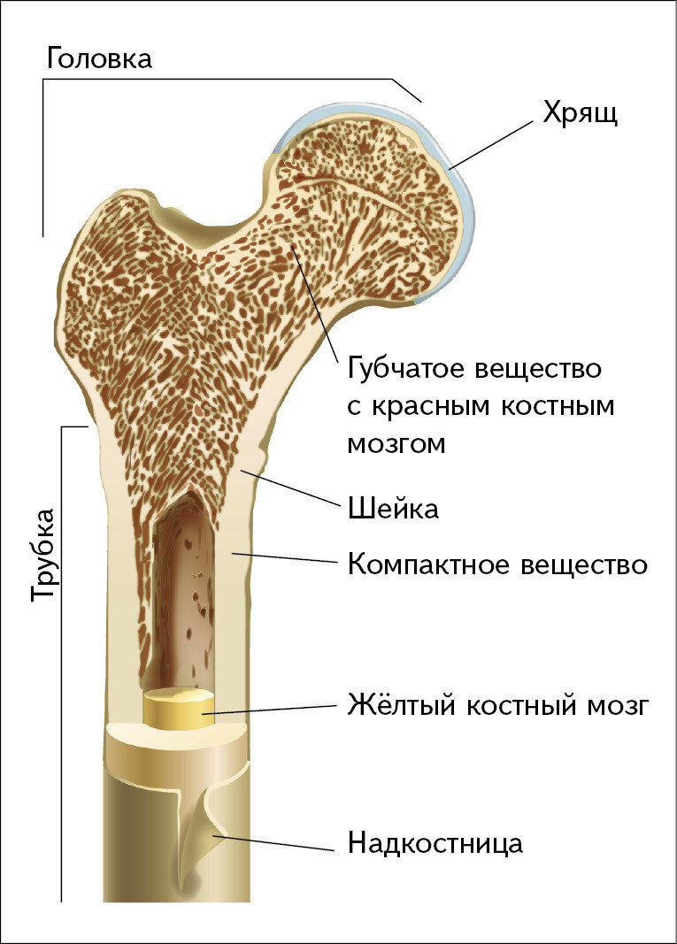 Схема строения трубчатой кости