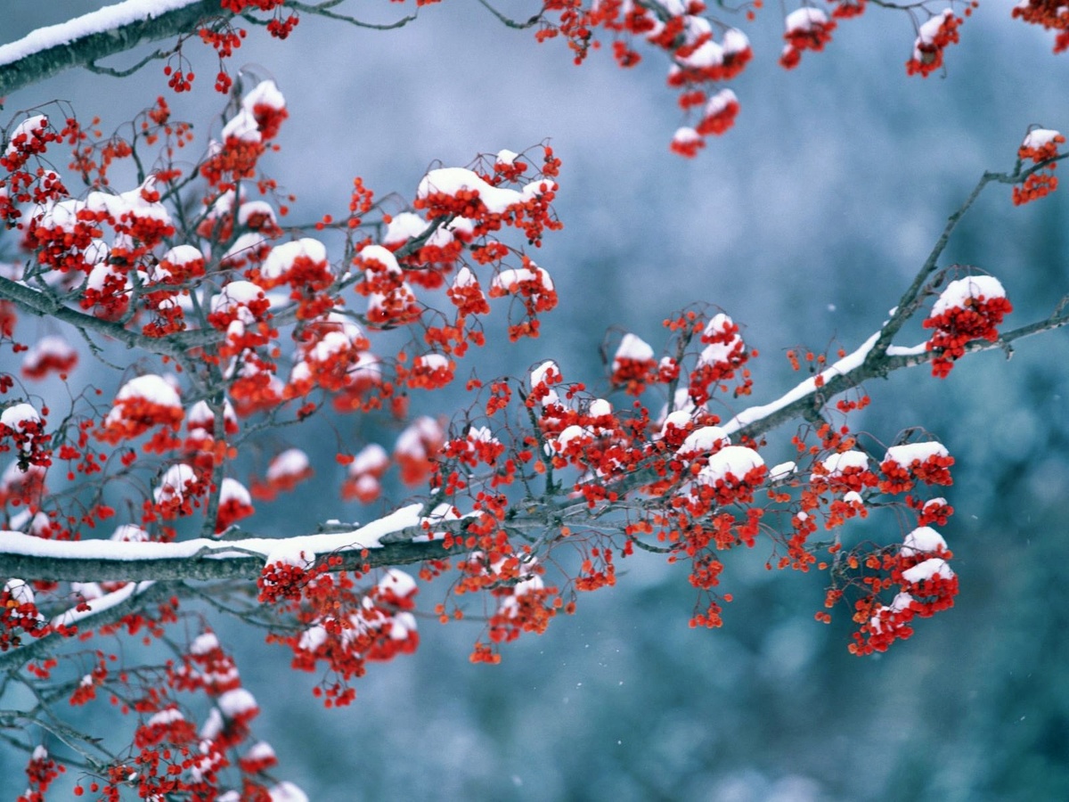 Картинка из интернета 