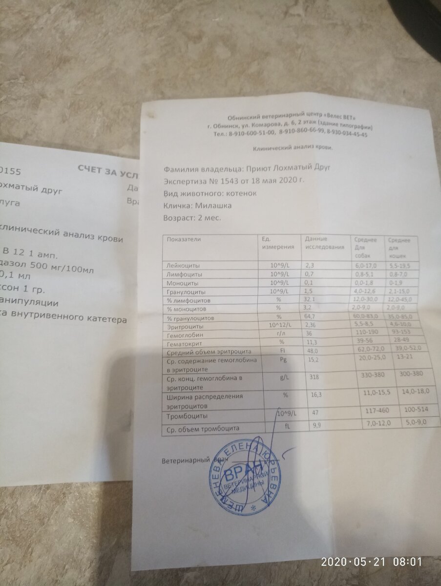 Малышка постоянно плачет и лезет к своей мамочке под бочек. А мы начали лечить Милашку. 