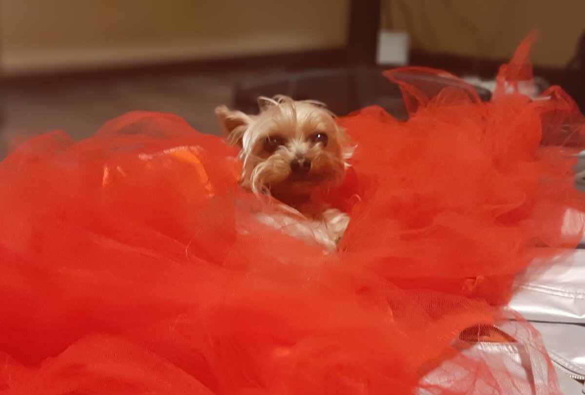 Миша нашёл себе спать