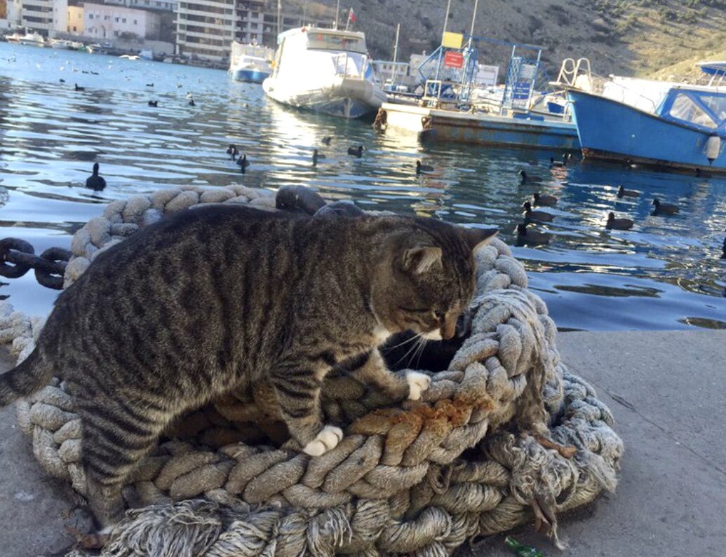 Настоящий морской кот 😁