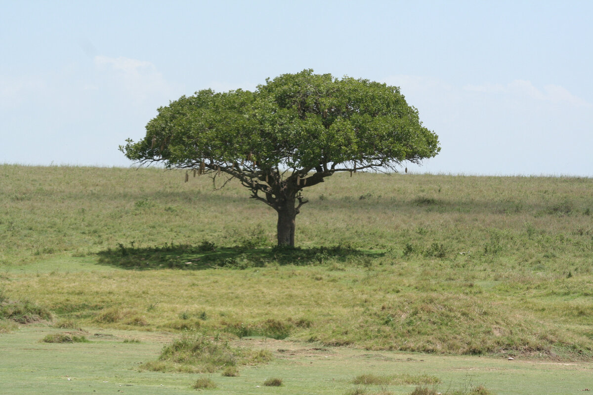 Саванна в цвете  (фото из личного архива)