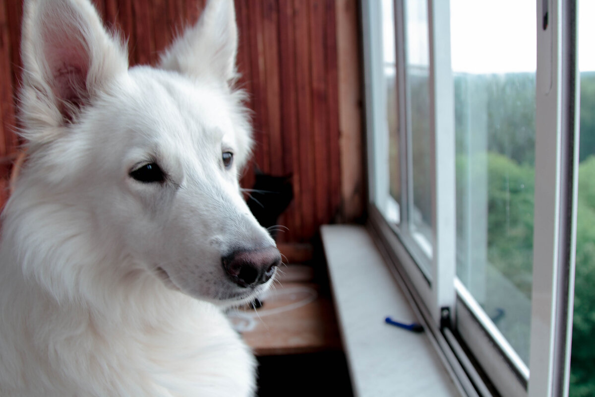 высматривает кавалеров...