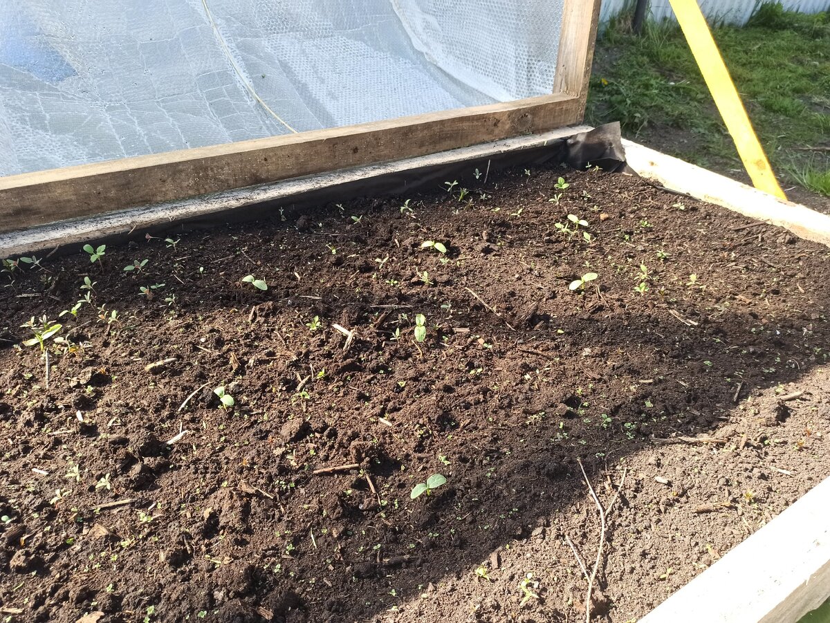 Вот, кое-что взошло... 