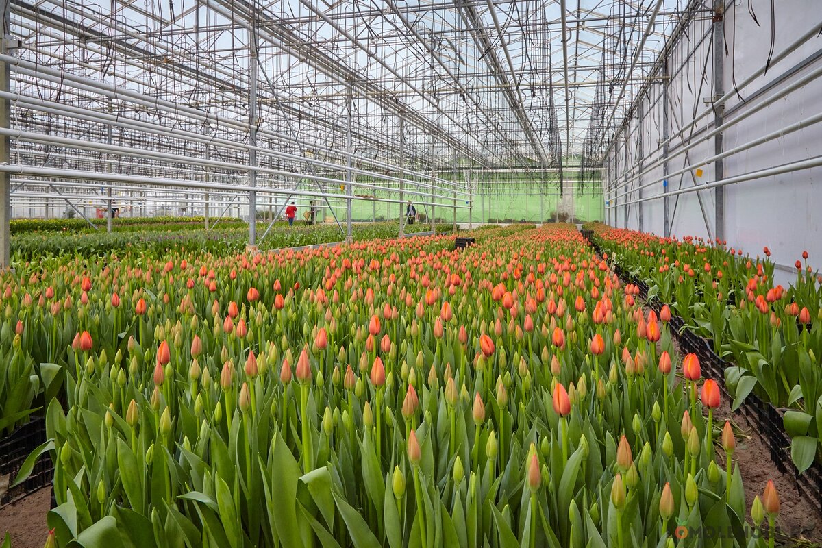Выращивание тюльпанов в теплице: разбор технологии, советы дачников