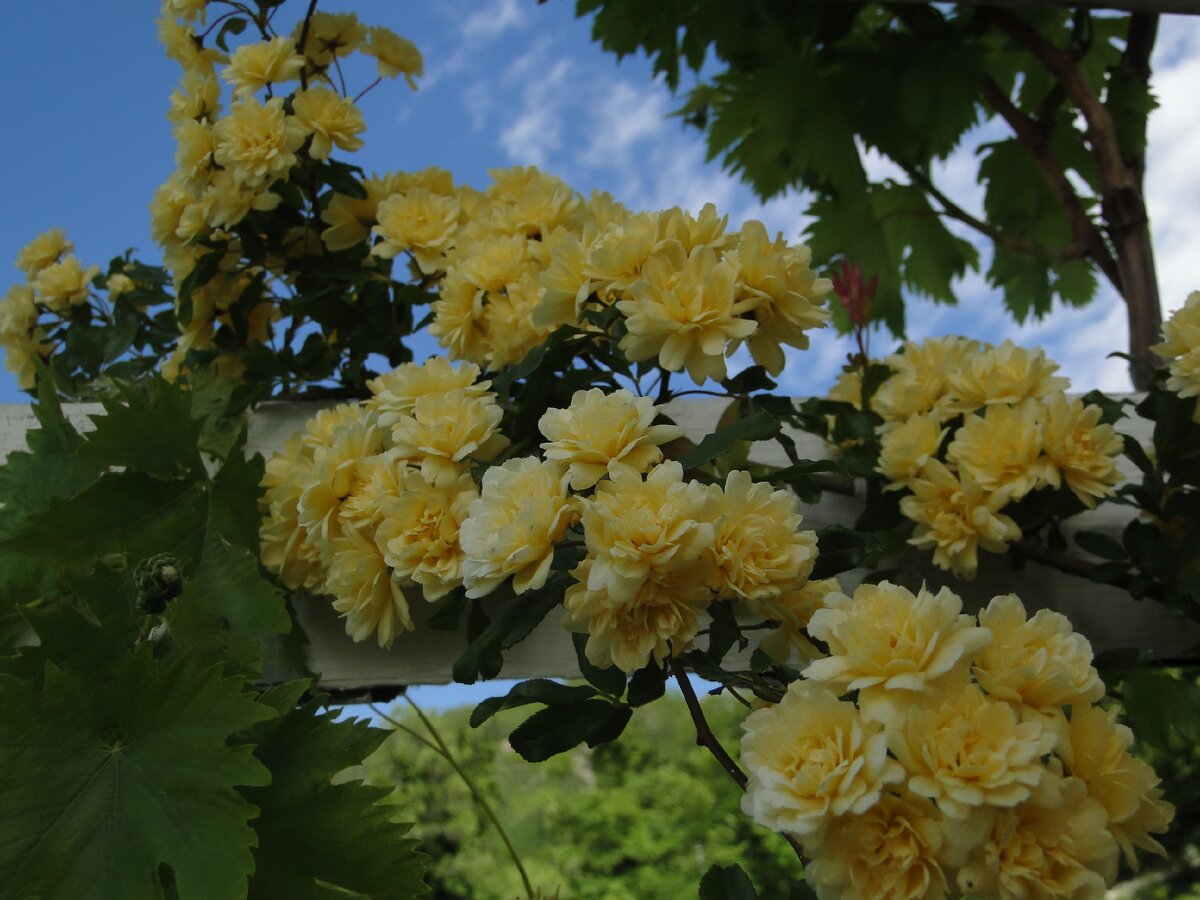 Роза Бэнкса