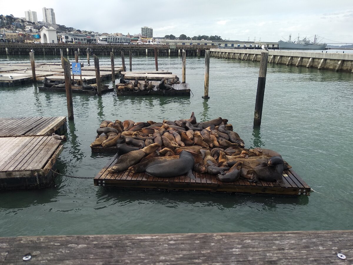 Не будем ленивыми тюленями!