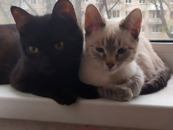 Не знаю, как вы, а мы лучшие друзья. 