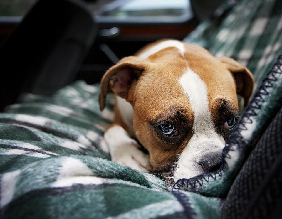 Дуоденит у собак: симптомы, причины и методы лечения