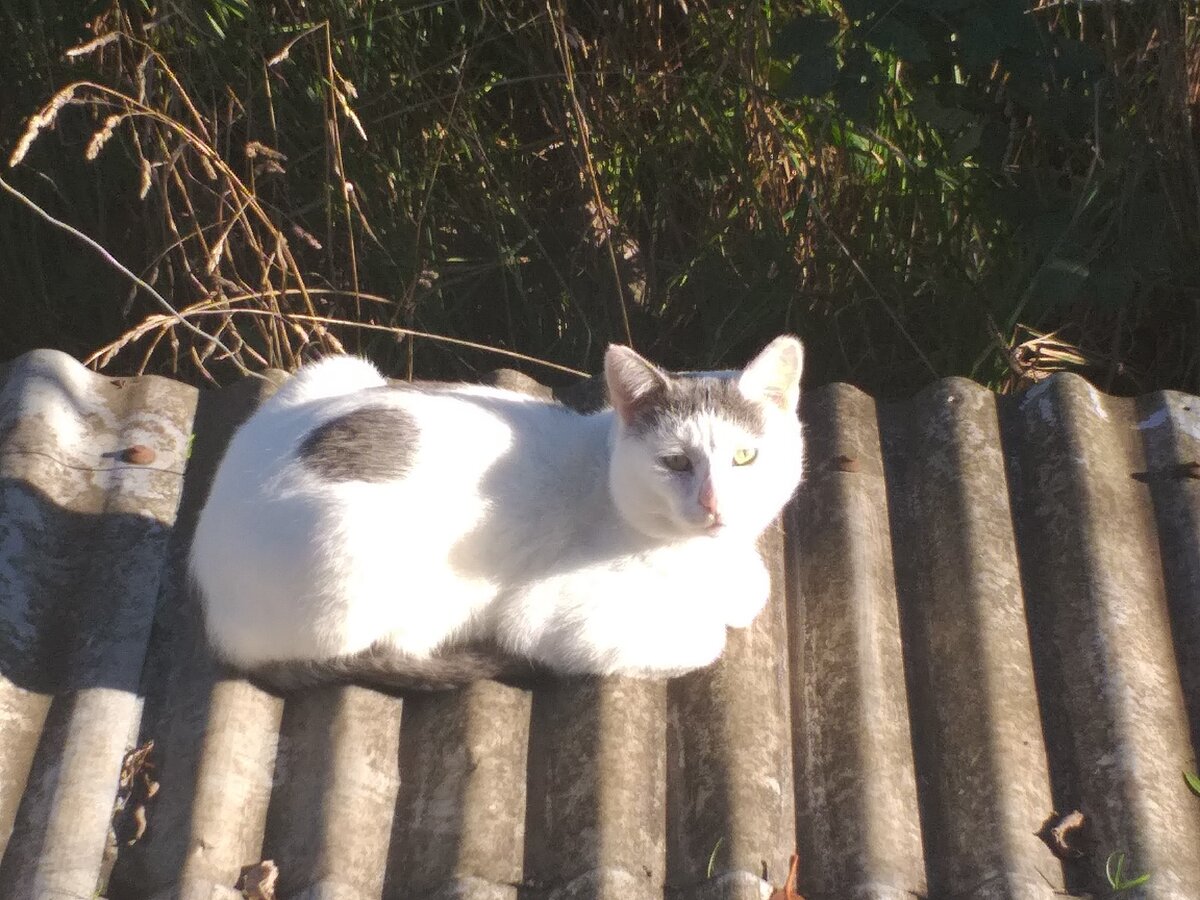 Чуга греется на холодном чилийском солнце