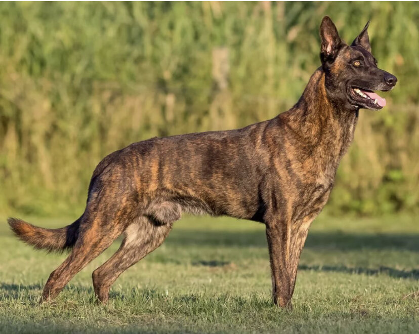 По поводу силы челюстей собак ходят множество слухов. Это горячая тема для споров среди всех собаководов.
