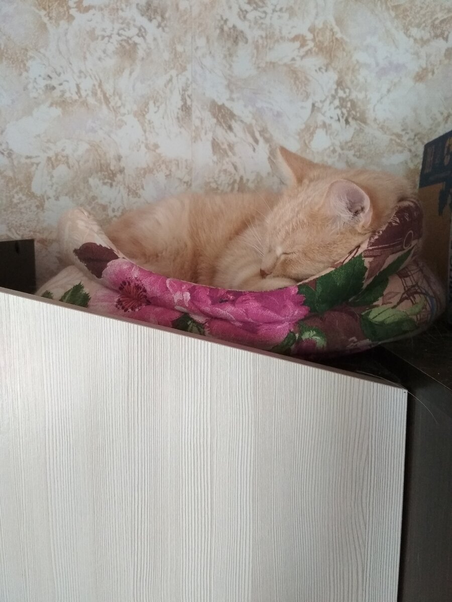 Только на шкафу Персик может отдохнуть. Не забудьте подписаться на канал)