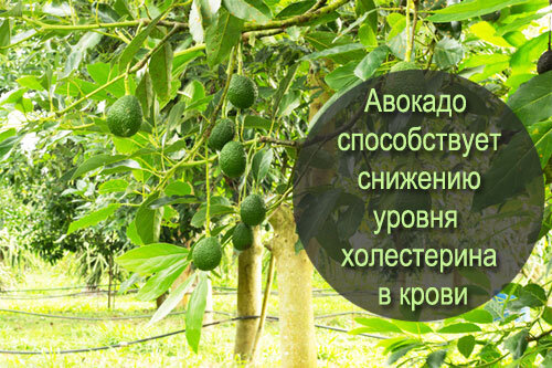 Авокадо способствует снижению  уровня холестерина в крови - Calorizator