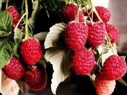 Сорт малины "Геракл"