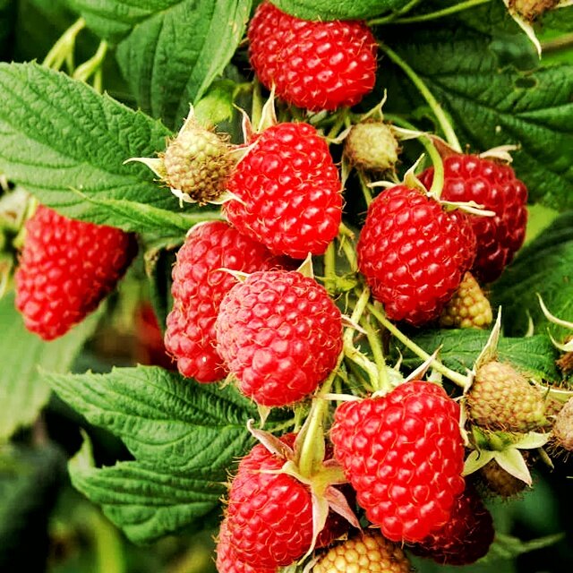 Сорт малины "Полька"