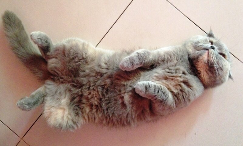 В отсутствие блох котик чувствует себя счастливым. Да и человек тоже...