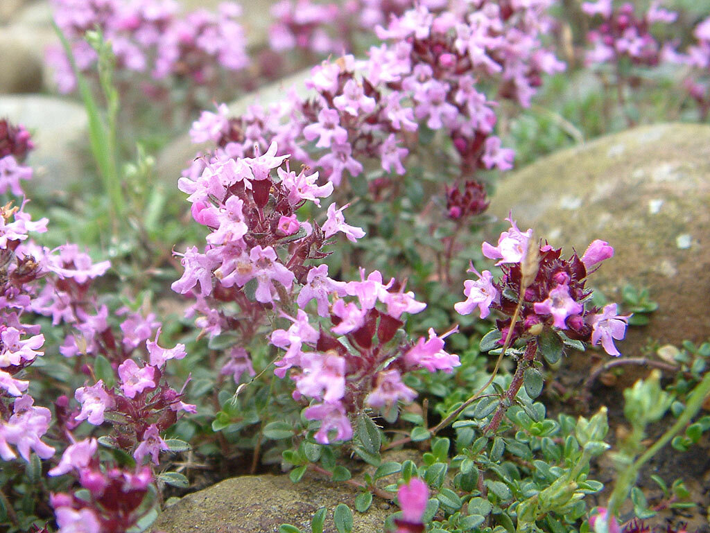 Thymus serpyllum l тимьян ползучий