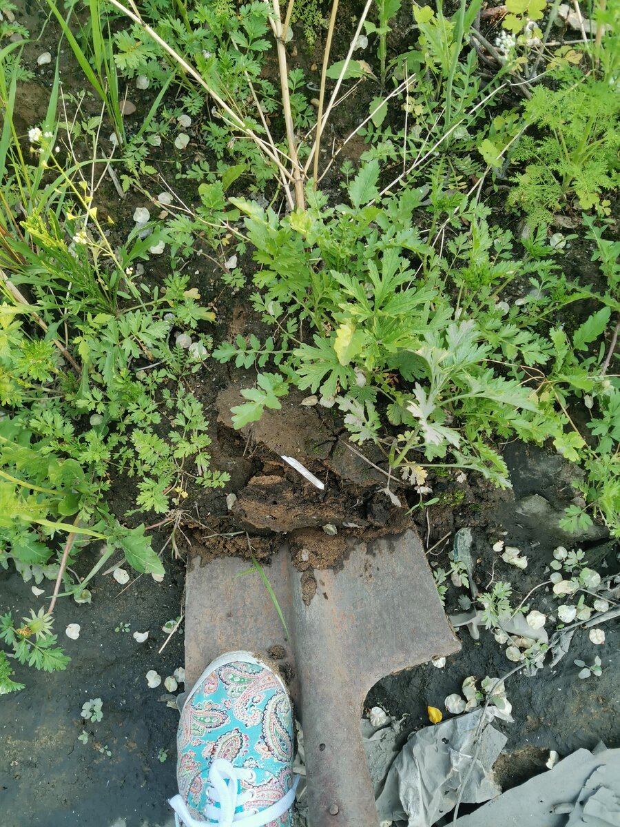 Копаю червей