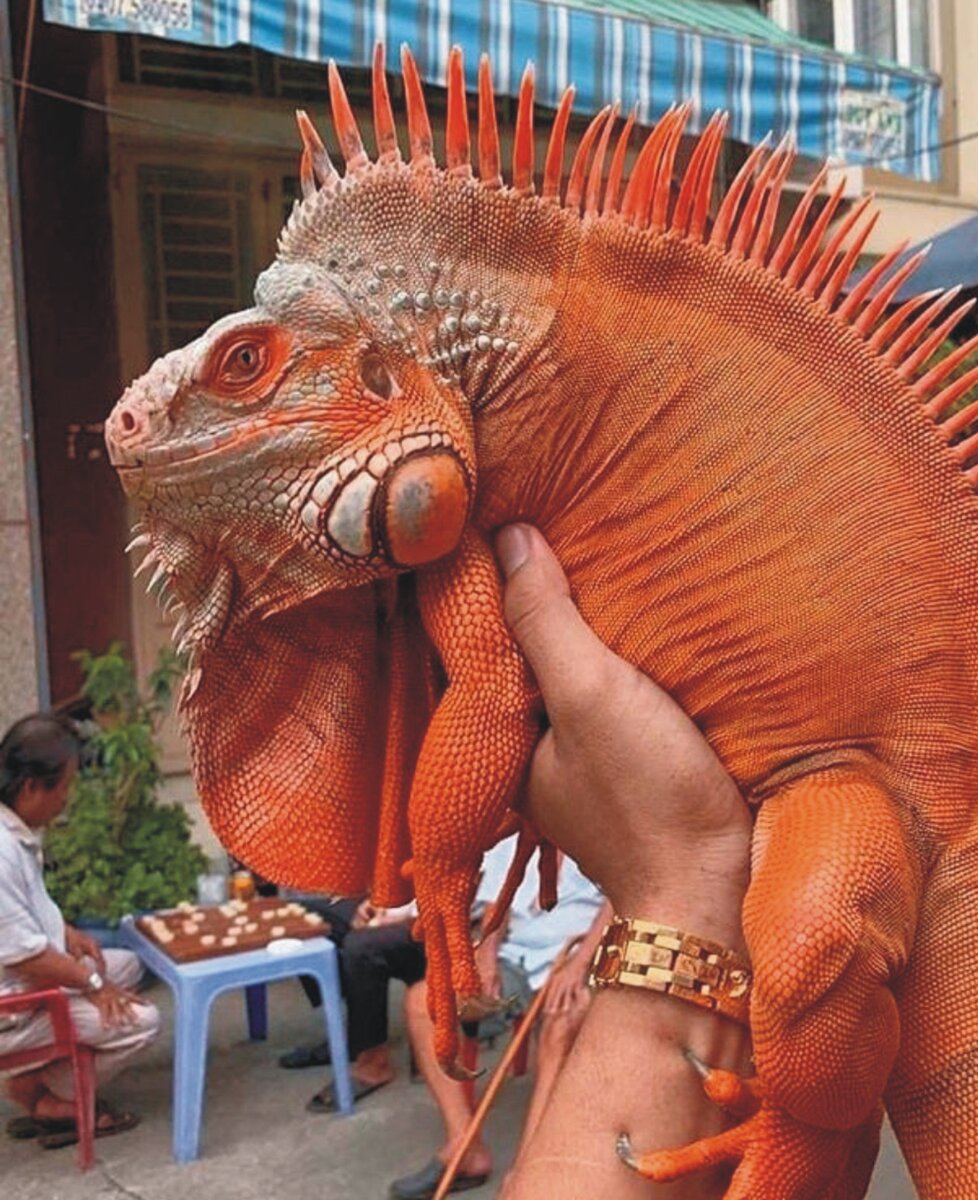 Самец красной игуаны