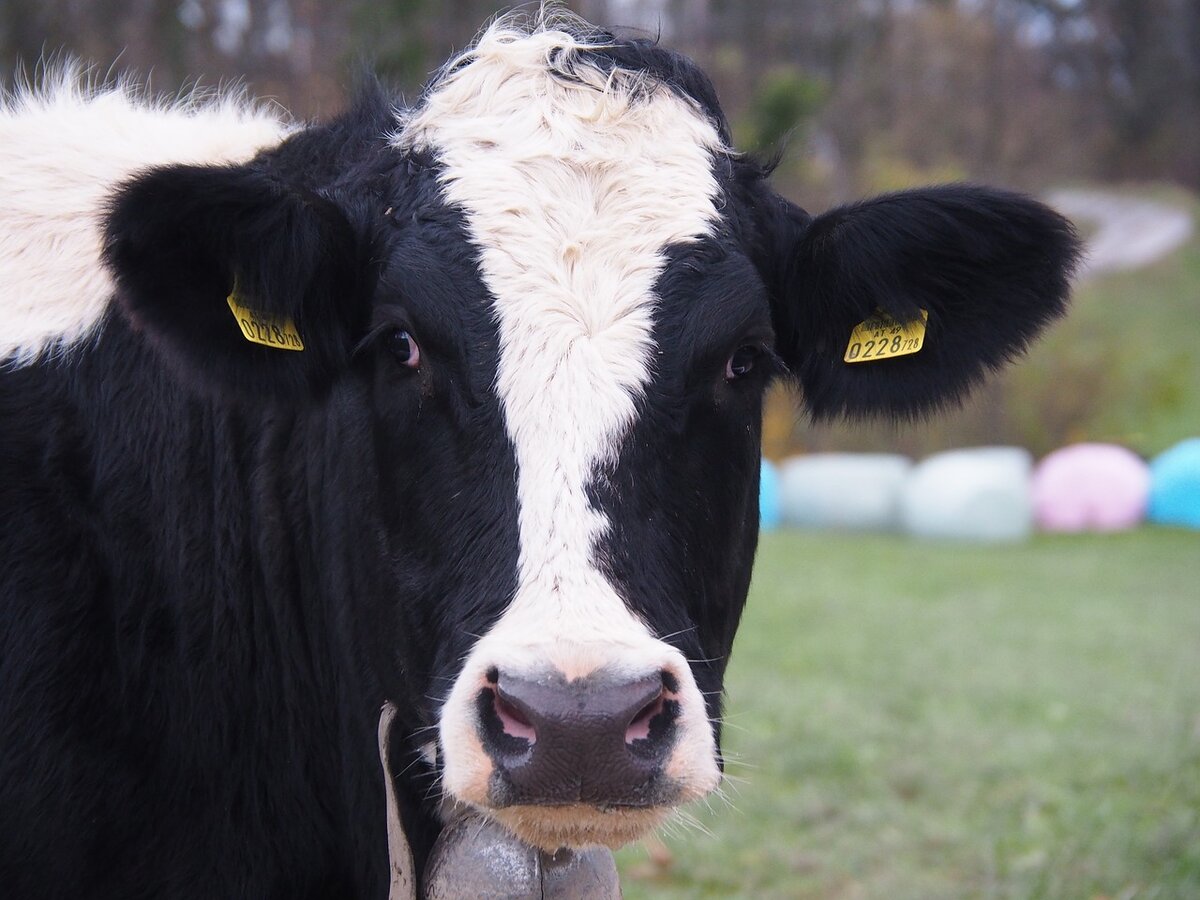 Почему мясо коров называют