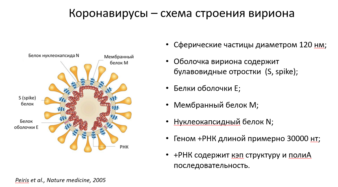 Коронавирусная. Коронавирус схема строения вируса. Коронавирус структура вириона. Схема строения вириона коронавируса. Коронавирус схема строения вириона