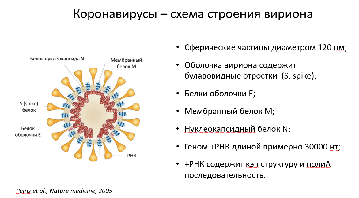 Диагностика и лечение новой коронавирусной инфекции. Коронавирус схема строения вируса. Коронавирус структура вириона. Схема строения вириона коронавируса. Коронавирус схема строения вириона.