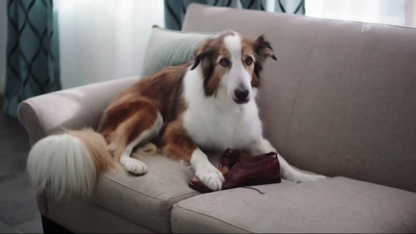 Бордер колли в рекламе "Кто съел ботинок?"