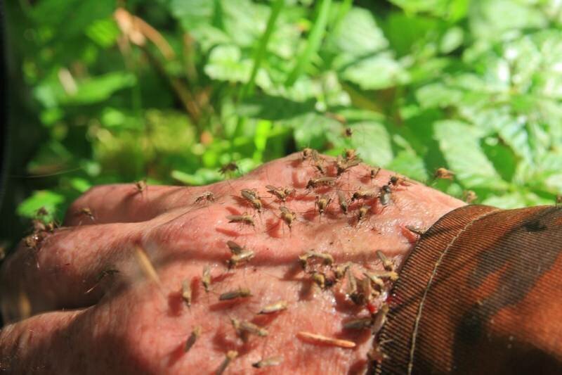 Огромное полчище комаров на открытом участке тела.