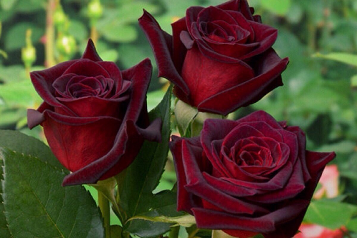 Роза Черная магия (Black magic) — редкий сорт роз с удивительными особенностями