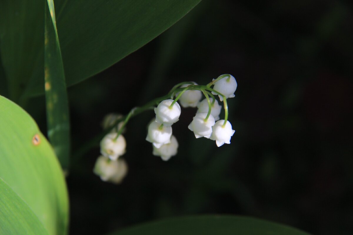 Колокольчики ландышей и вайи (листья) папоротников
