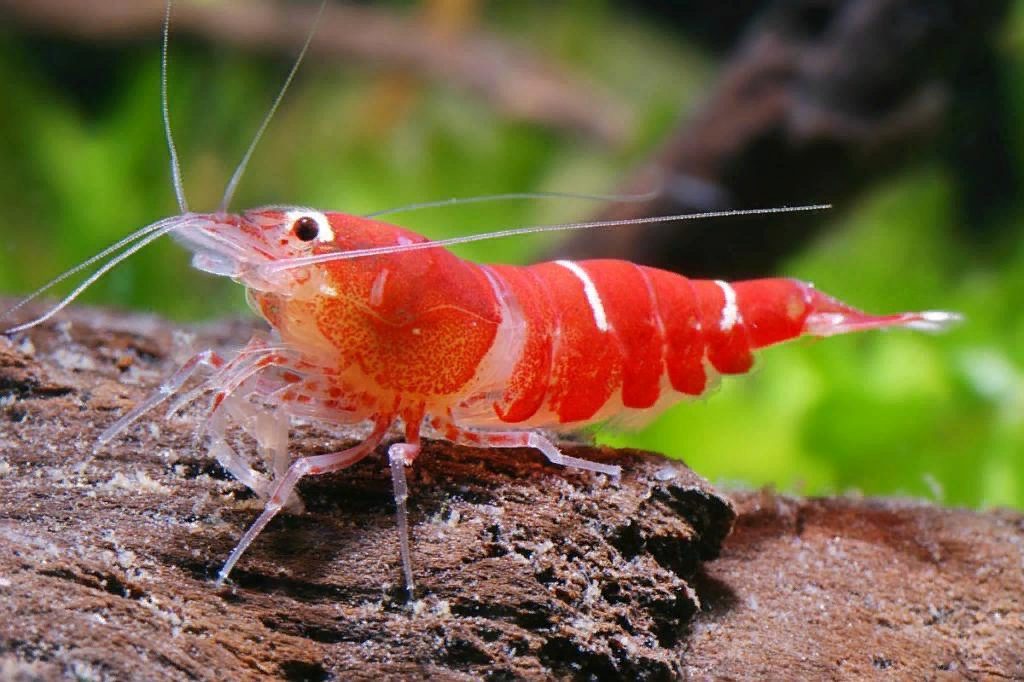 #Ракообразные_Crustacea Креветка 2023 Беспозвоночные Invertebrates ВКонтакте