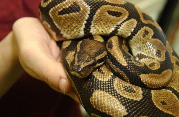 Тигровый питон