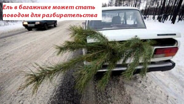 Ель в багажнике может стать поводом для разбирательства