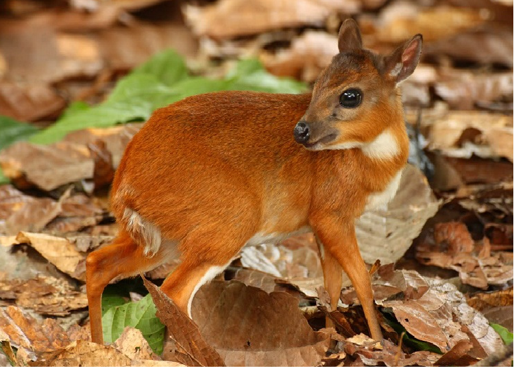 Королевская антилопа — очаровательное и кроткое создание (фото предоставлено rantchic.com)