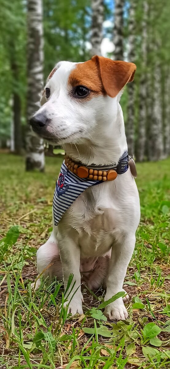 Белла(7мес).