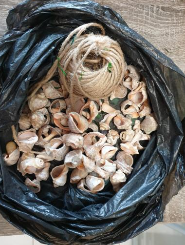             Мой очень  старый запас ракушек