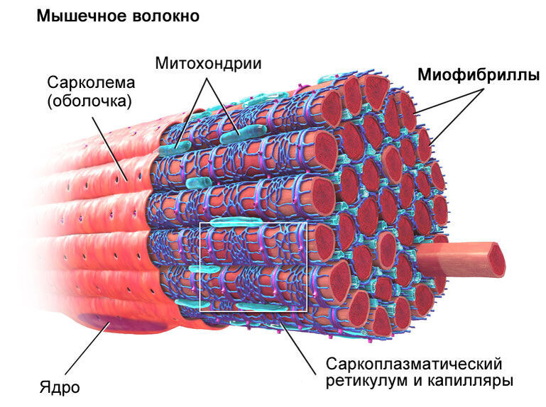 Структура мышечного волокна. Канатики внутри - это миофибриллы. 