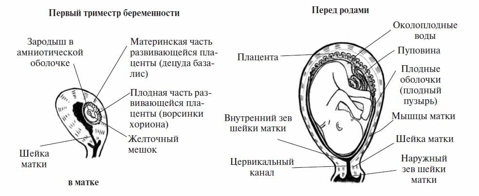 Как проверяют матку при беременности. Строение беременной матки. Строение плодного пузыря. Строение плодного яйца к концу.