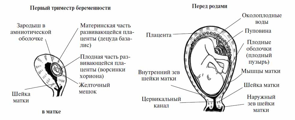 Изменение матки при беременности. Строение плодного пузыря. Строение плодного яйца к концу. Строение беременной матки.