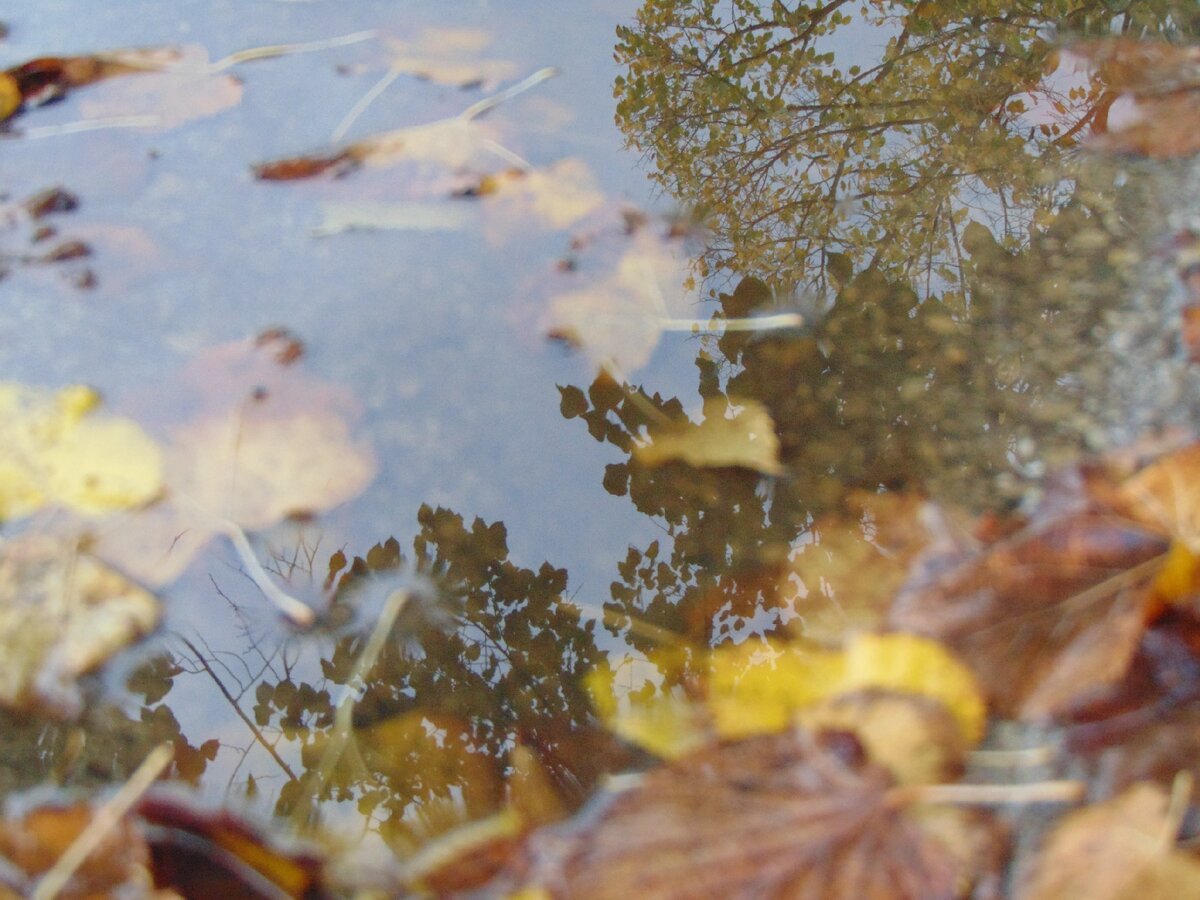 Отражение деревьев в луже осенью, фото автора.