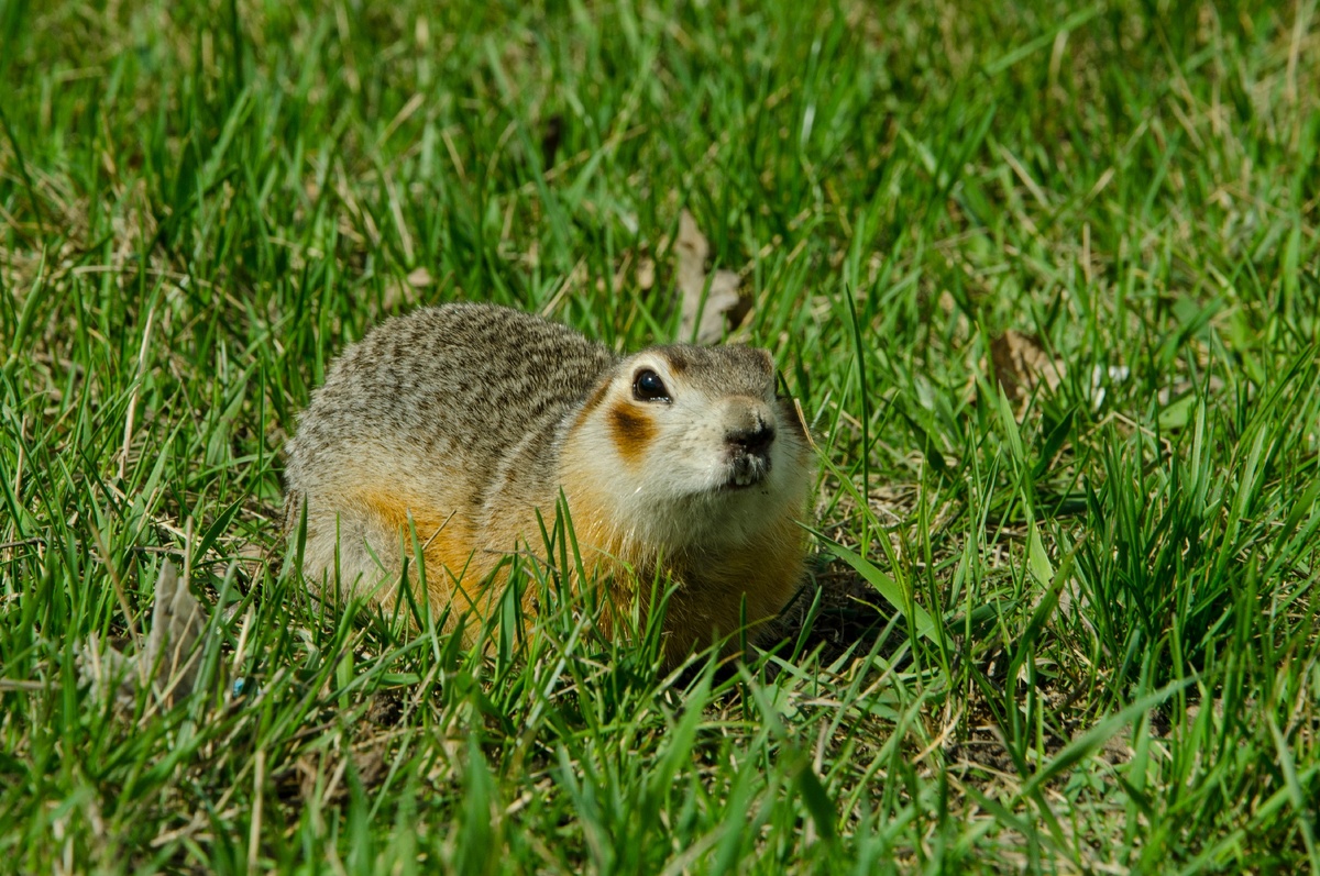 Это моя мама сделала снимок какого то зверя я очень хочу в тайгу!!!