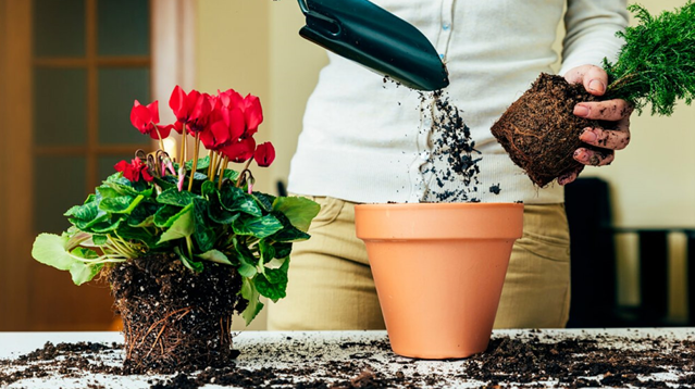 Пересадку комнатных цветов принято проводить весной. Фото с сайта: chehovcbs.ru